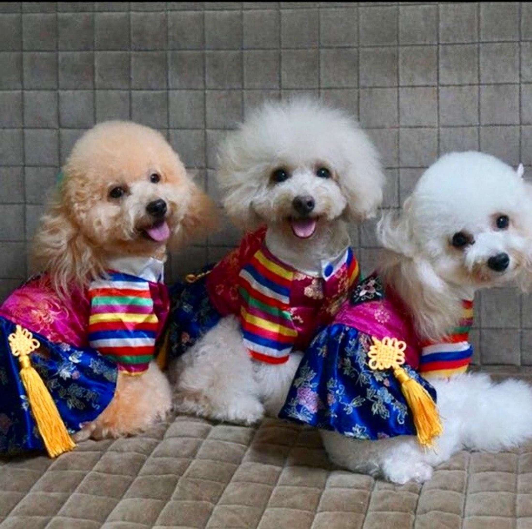 dog hanbok