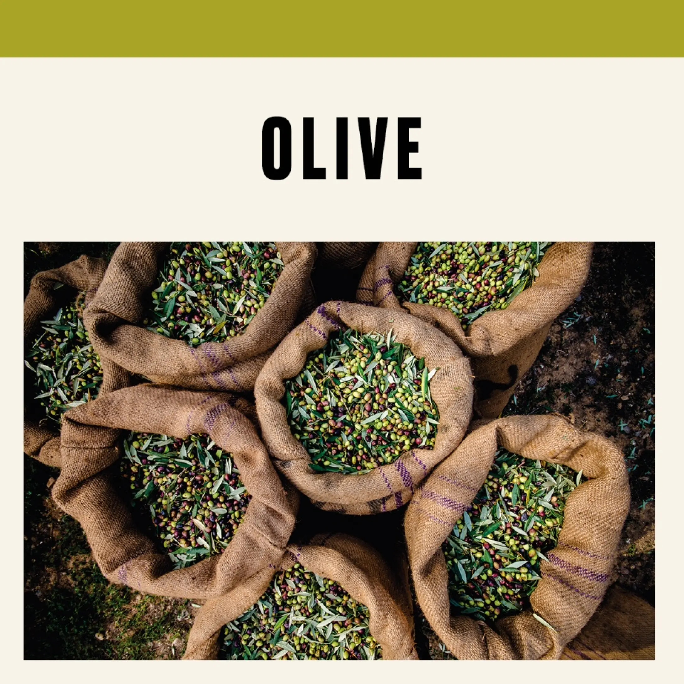 The Body Shop Olive Body Butter 200ml Lazada Singapore