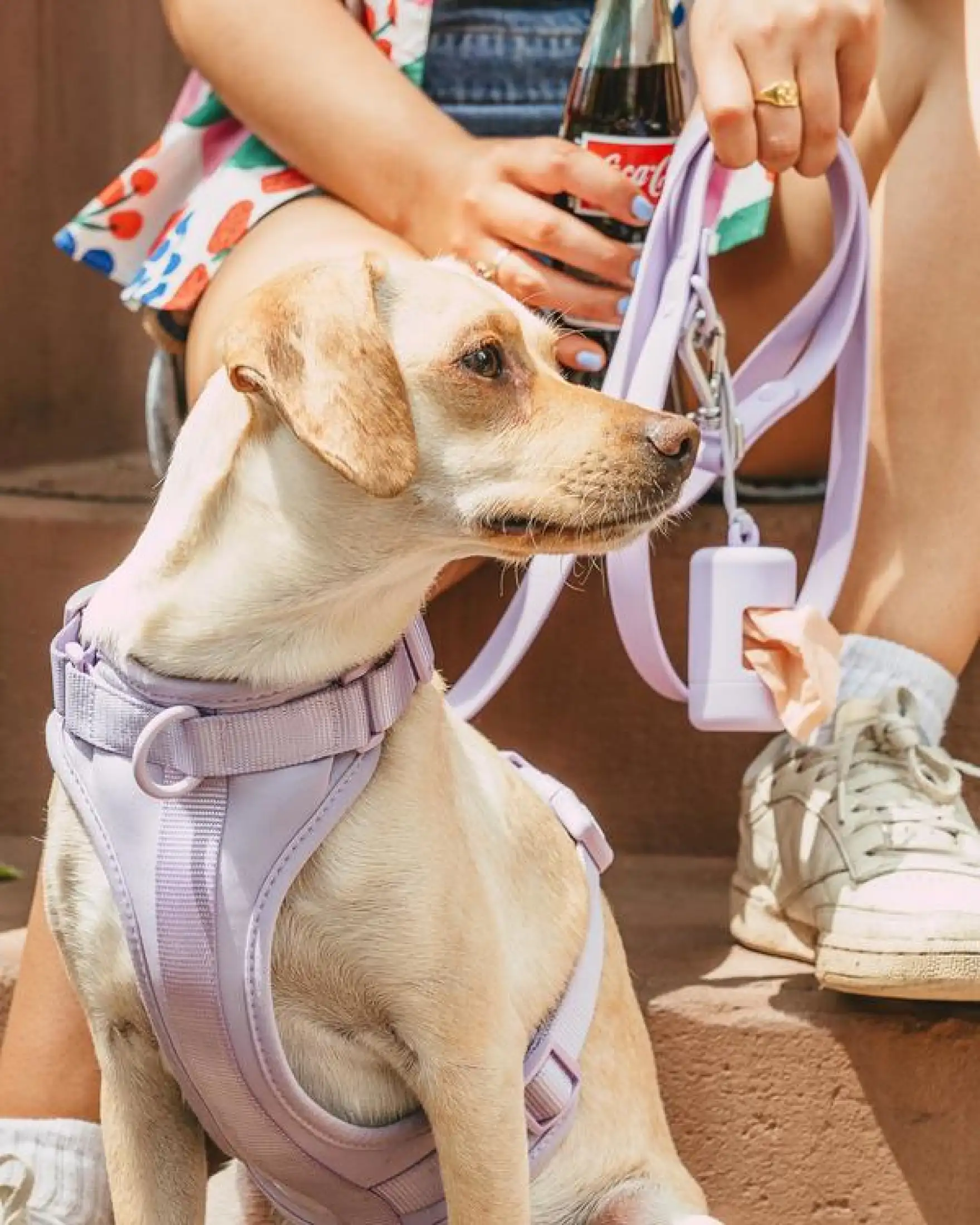 Dog harness wild one Clearance
